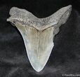 Megalodon Tooth - Sharp tip and Serrations #938-1